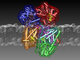 The Na+ -translocating NADH:quinone oxidoreductase (NQR) generates an electrochemical Na+ gradient in vivo which is crucial for expulsion of bactericidal drugs by secondary efflux systems. Moreover, this respiratory Na+ pump is the major catabolic NADH dehydrogenase required for the regeneration of NAD+. Electrons are delivered to ubiquinone (Q) which is reduced to ubiquinol (QH2), a substrate for downstream respiratory complexes.