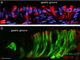 Copyright © 2020 Widmayer, Partsch, Pospiech, Kusumakshi, Boehm and Breer