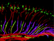 Photorezeptorzellen in der Fliegenretina © A. Schmitt, A Vogt, K Friedmann, R Paulsen, A Huber; doi: 10.1242/jeb.01527