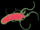 Picture: Helicobacter pylori (electron micrograph, Dan O'Brien)