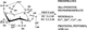 Source: Yu et al., Journal of Animal Science 90(6):1824-32 · January 2012: Interactions of phytate and myo-inositol phosphate esters (IP1-5) including IP5 isomers with dietary protein and iron and inhibition of pepsin