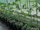 Manioc plants in the greenhouse of the University of Hohenheim. | Image: University of Hohenheim / Ziba Barati