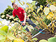 Over 2,000 gardeners took part in the first round of this project | Picture Source: University of Hohenheim / Sacha Dauphin