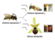 From: Genome of the early spider-orchid Ophrys sphegodes provides insights into sexual deception and pollinator adaptation