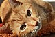 Bildquelle: https://pixabay.com/photos/cat-animal-pets-feline-ginger-636172/