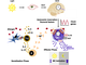 Figure 1. The mast cell clock in type I allergic reaction (Christ et al 2018)